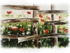 anemones